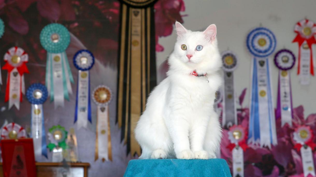 Vani macska nyerte a nemzetközi macskakiállítást