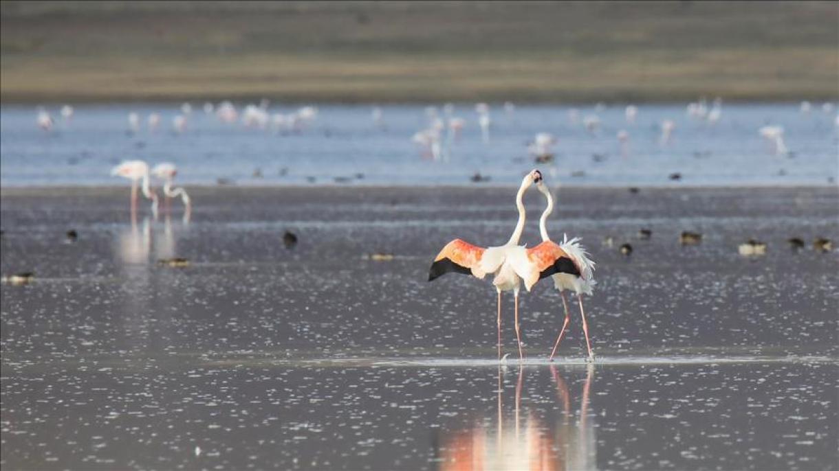 دریاچه وان ترکیه، بهشت پرندگان مهاجر