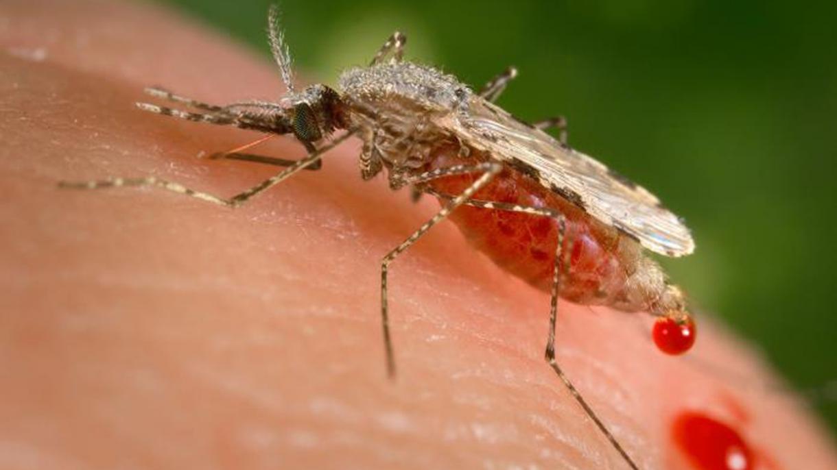 La farmacéutica alemana BioNTech inicia los ensayos clínicos de una vacuna contra la malaria