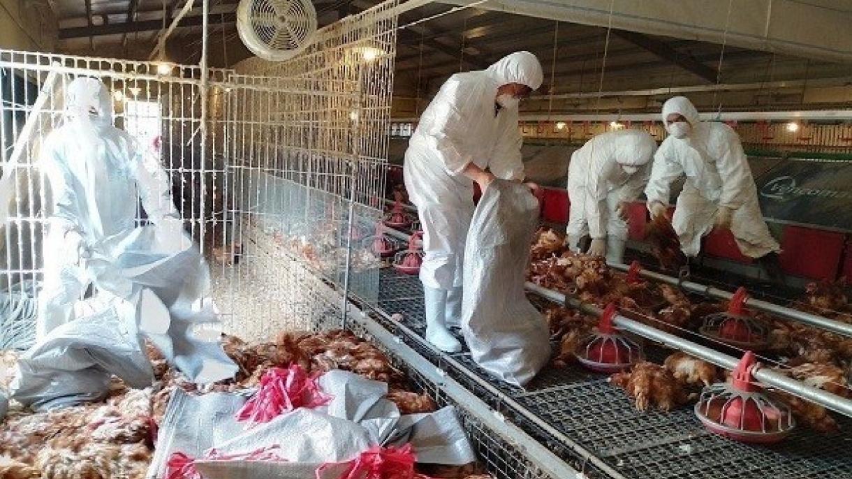 تائیوان میں برڈ فلو وباء پھوٹ نکلی، 8 ہزار 599 مرغیاں تلف کر دی گئیں