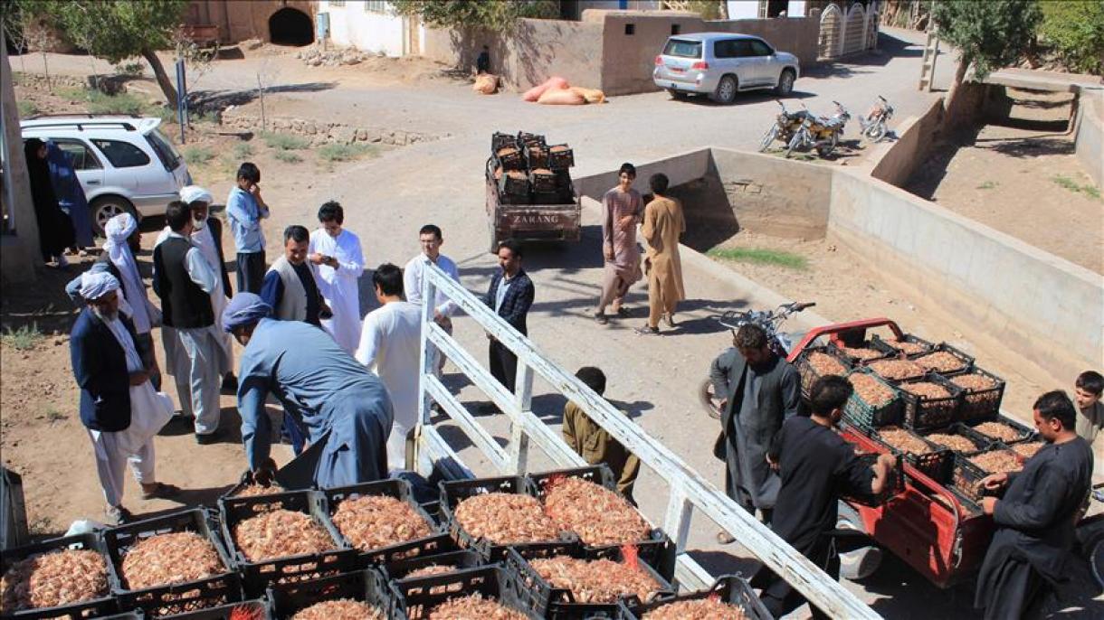 ترکیه 16 تن پیاز زغفران به کشاورزان افغانستان اهدا کرد
