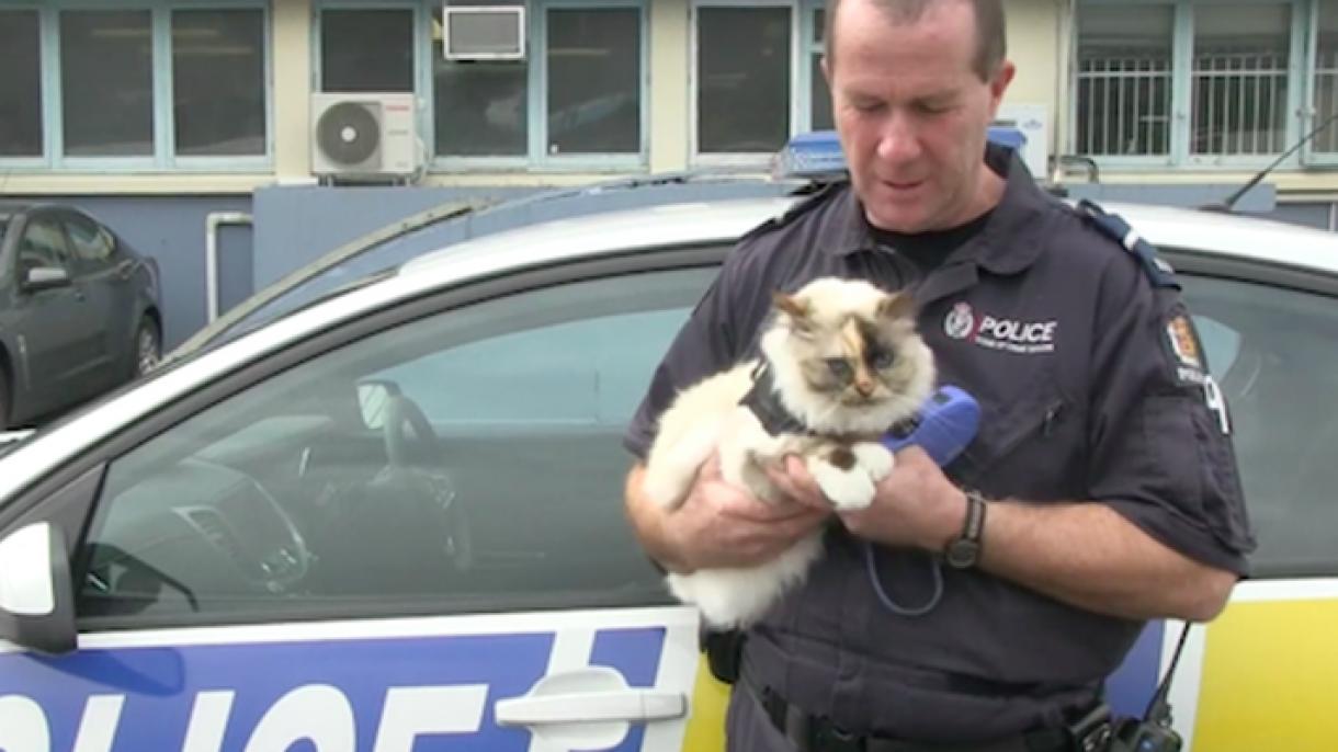 Täze Zelandiýada pişik polis işlemäge başlady