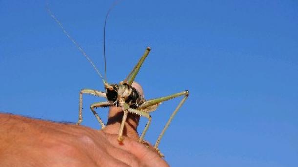 A világ leghosszabb rovarát találták meg Kínában