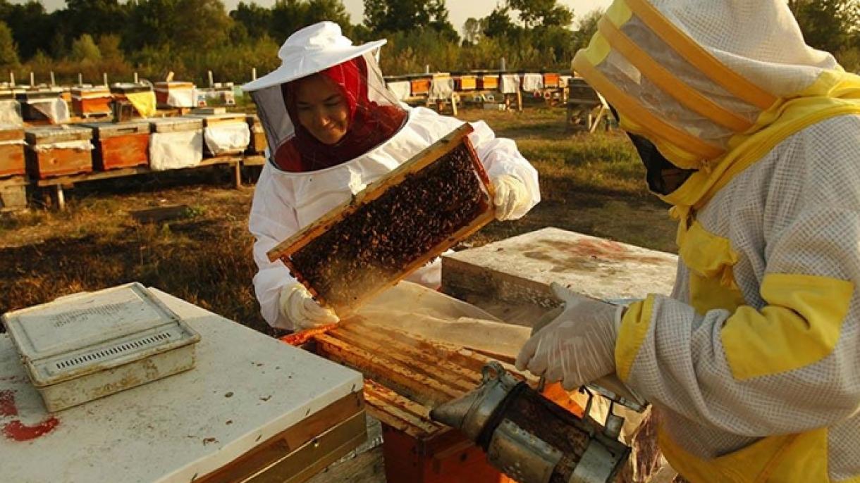 土耳其向15个国家出口蜂蜜