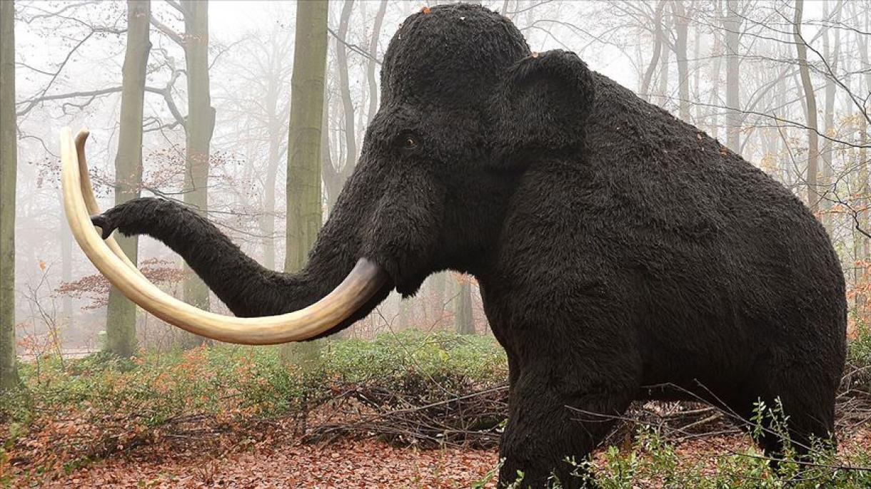 Cientistas japoneses reviveram células de mamute-lanoso