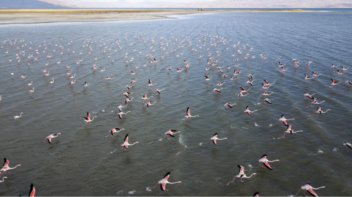 Păsările flamingo la Van