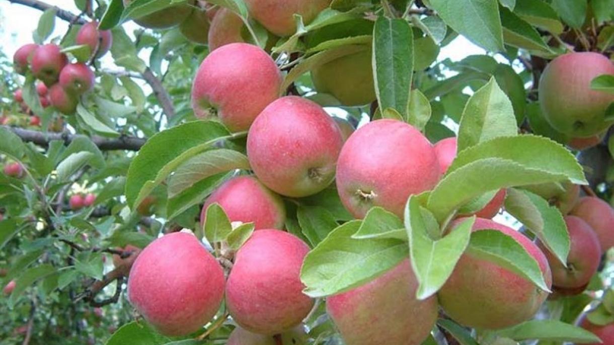 Manzana Moscatel de Amasya