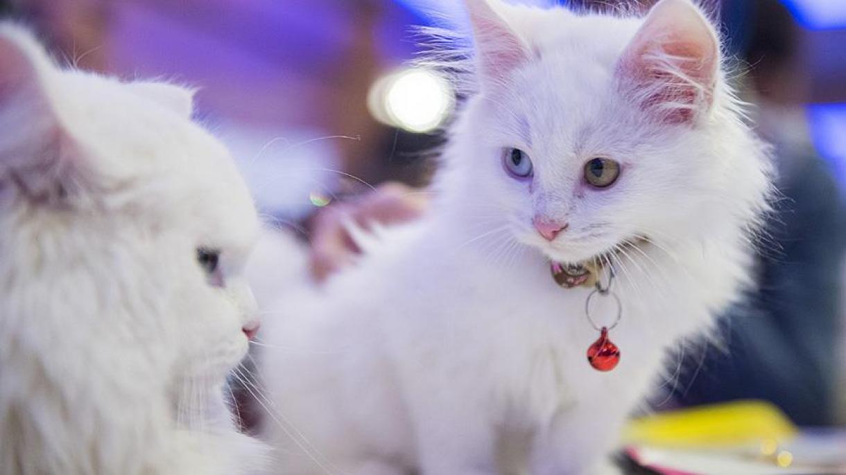 برگزاری نمایشگاه بین المللی گربه در استانبول
