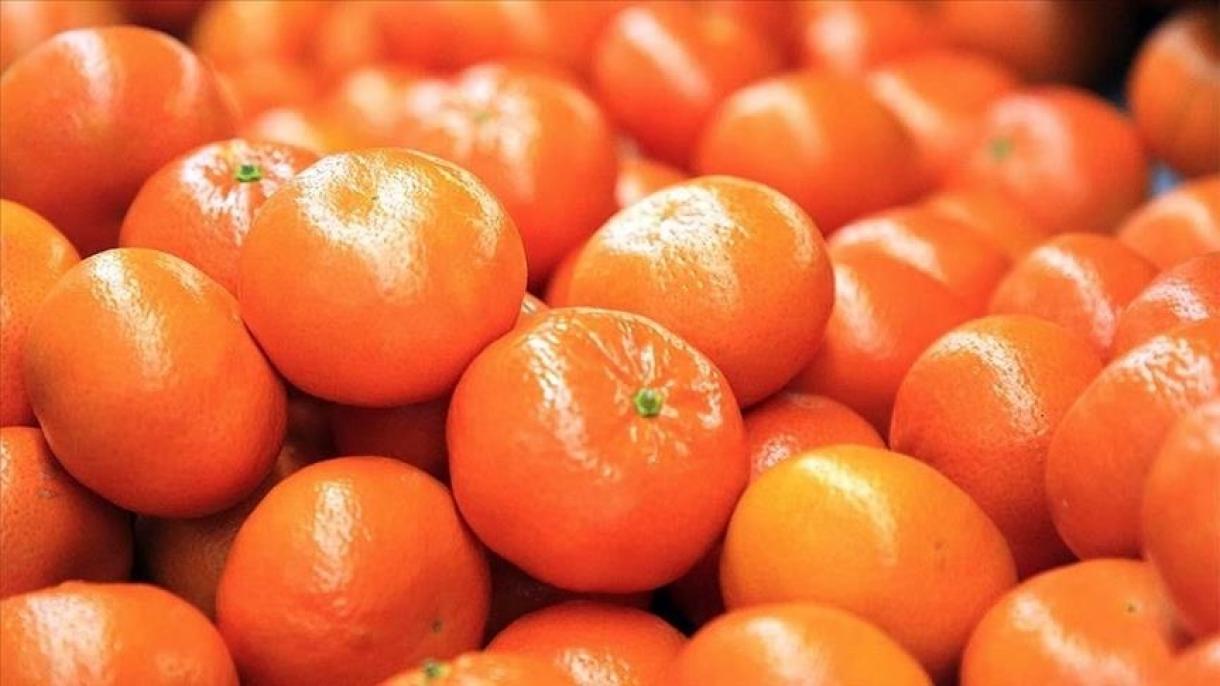 افزایش صادرات نارنگی ترکیه طی سال گذشته به 453 میلیون دلار