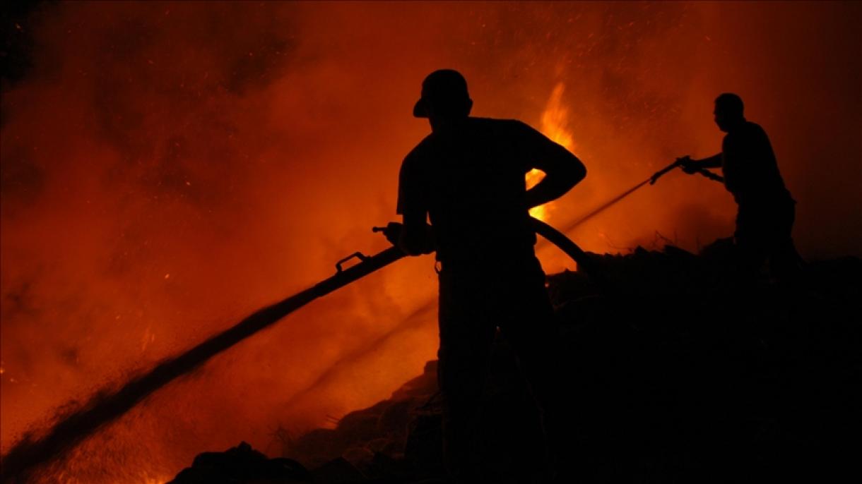 阿根廷森林火灾造成重大经济损失