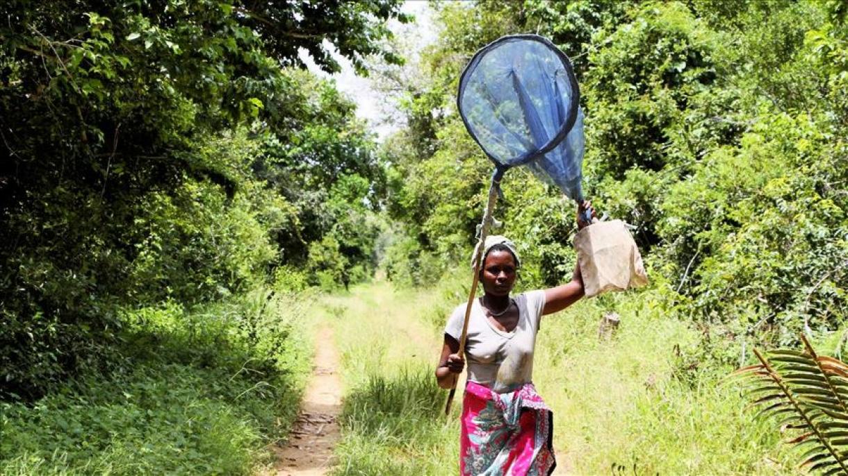 Mujeres musulmanas en Kenia crían mariposas para ayudar a los bosques