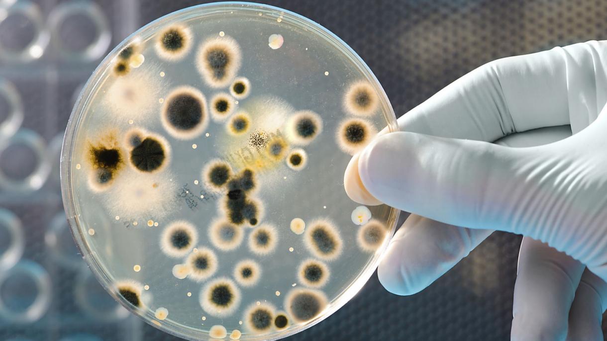Бактериялар планеталардын арасында жүрө алышат