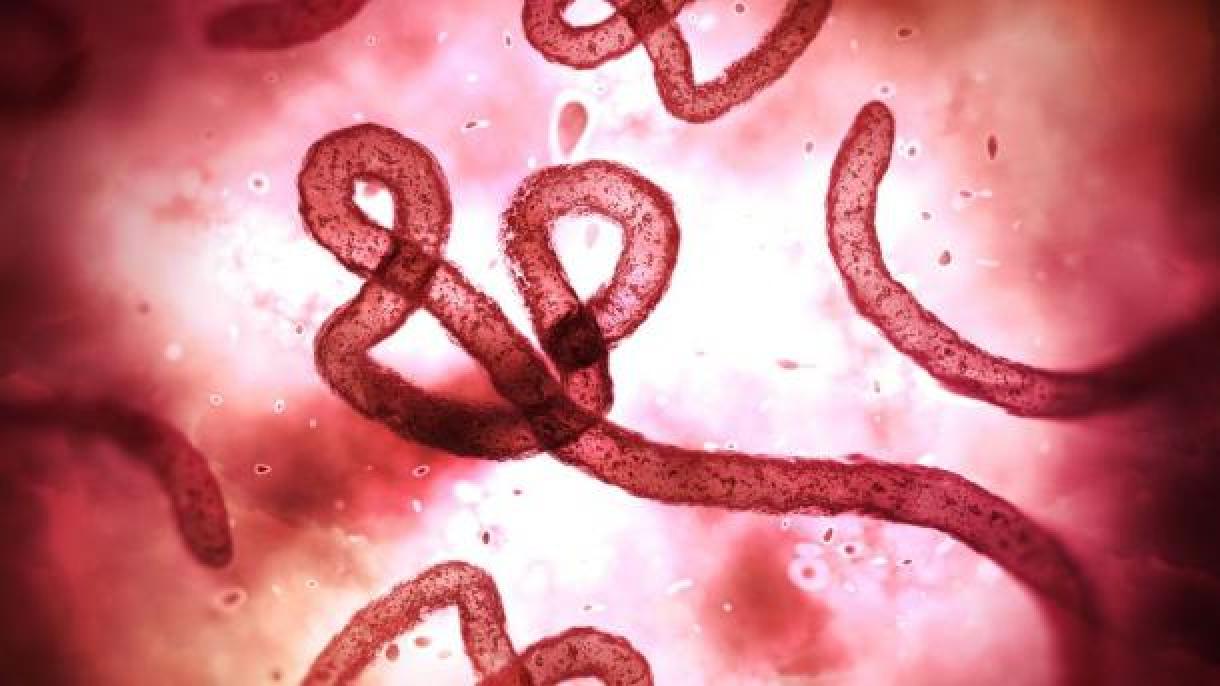 Гвинеяда эбола эпидемиясы