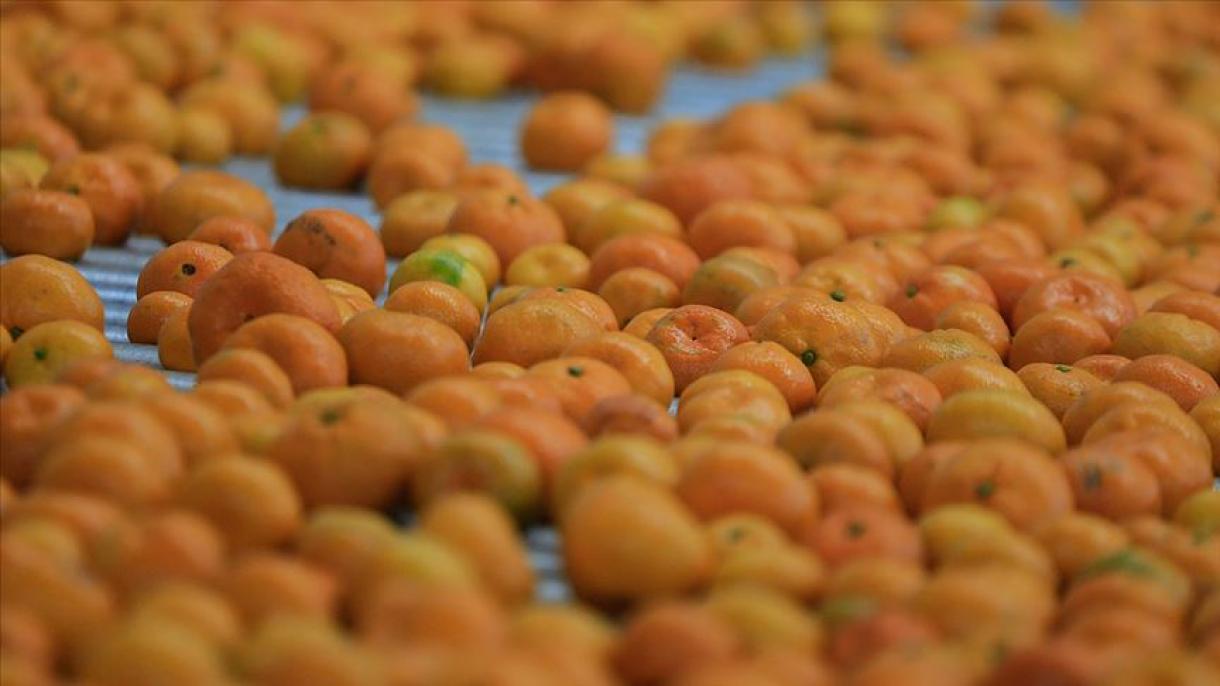 Турция увеличи износа си на мандарини за Русия