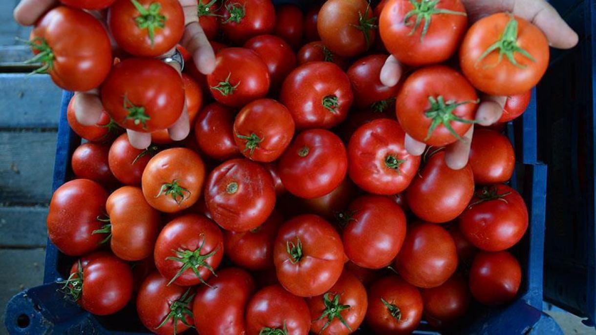 Rússia aumenta quota de importação de tomate turco de 50 para 100 mil toneladas