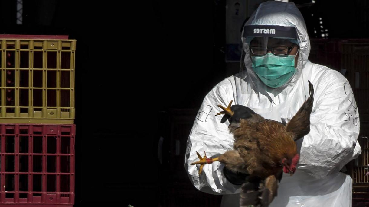 Brasil declara estado de emergencia por gripe aviar