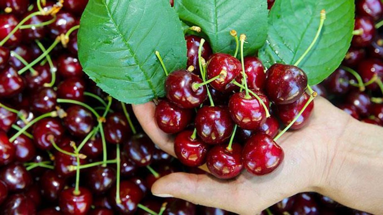 Jobban teljesít idén a török cseresznye-export