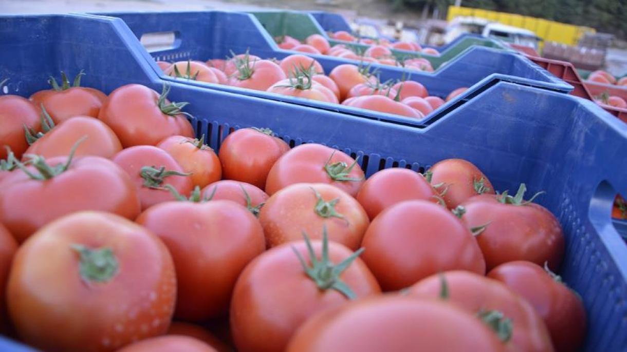 土耳其向俄罗斯的番茄出口剧增