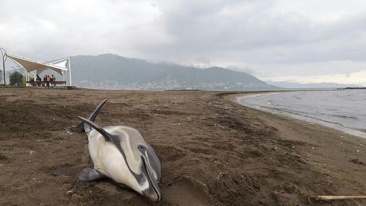 巴西感染病毒的170多只海豚死亡