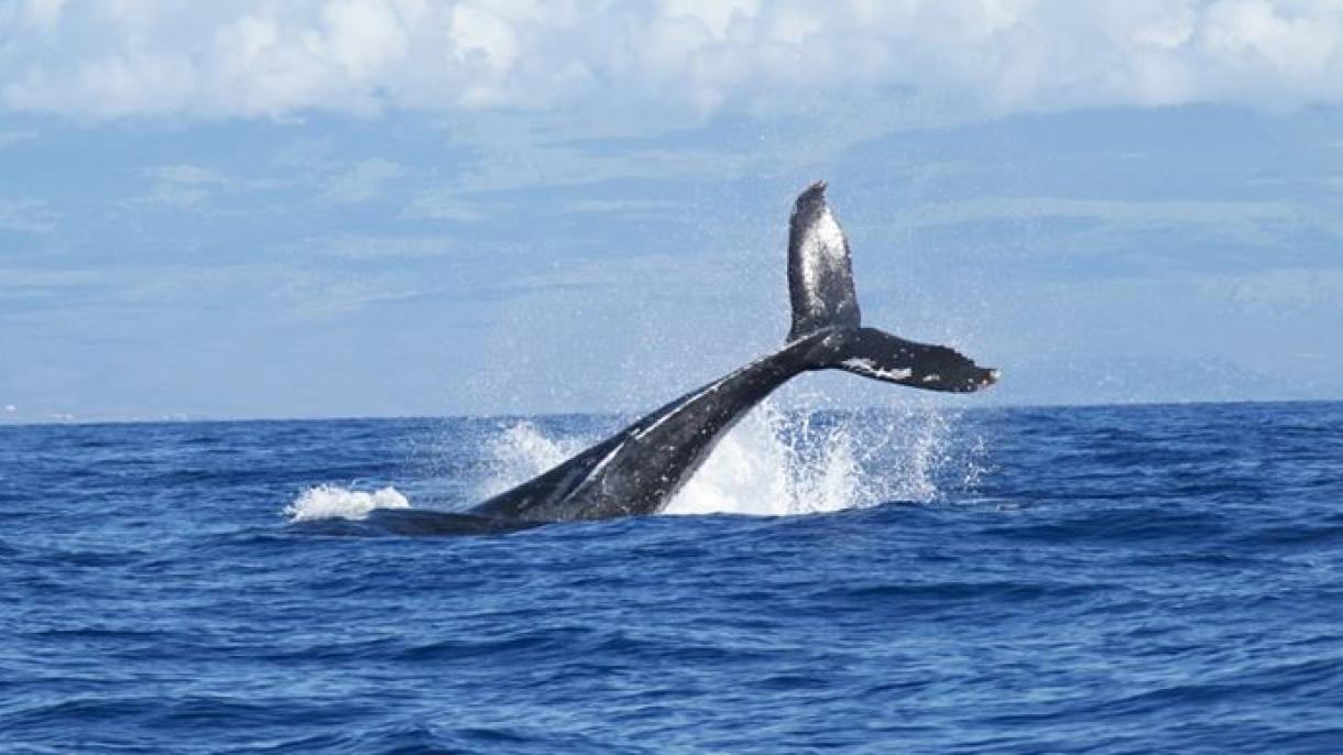 Бір киттің асқазанынан 40 килограм пластикалық дорба шығарылды