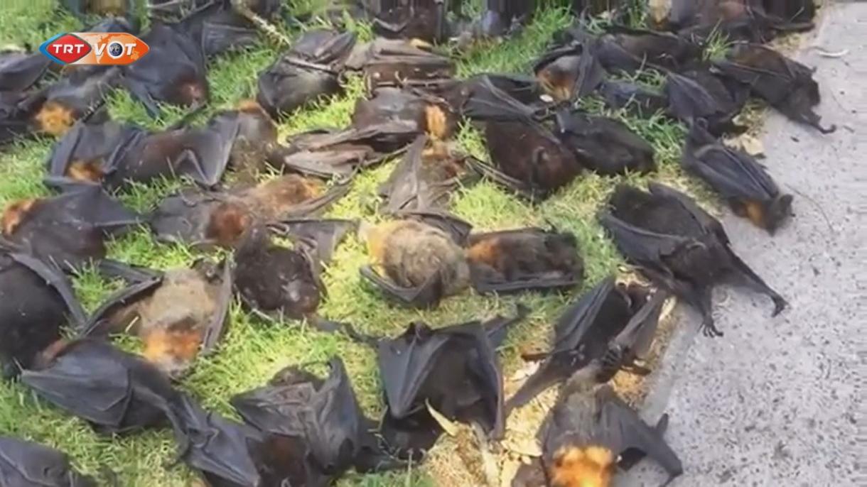 澳洲持续高温大量狐蝠被热死
