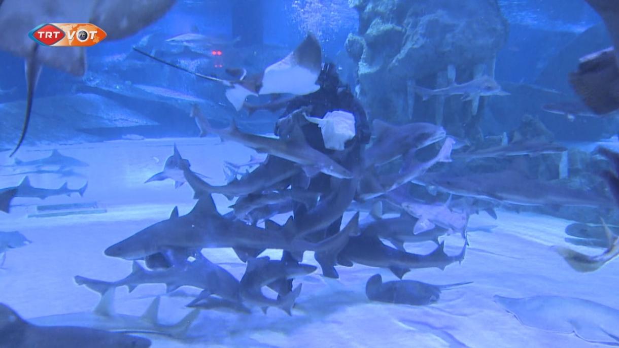 Антальядагы чоң аквариум