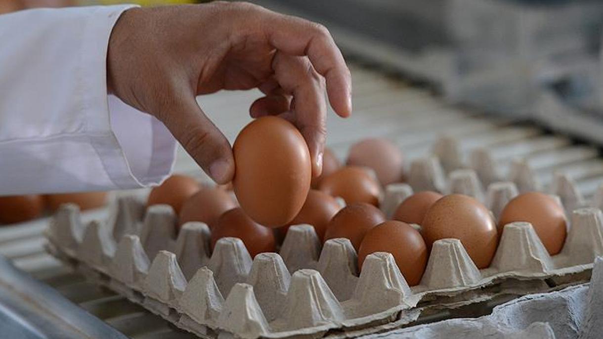 ادامه بحران تخم مرغ‌های آلوده