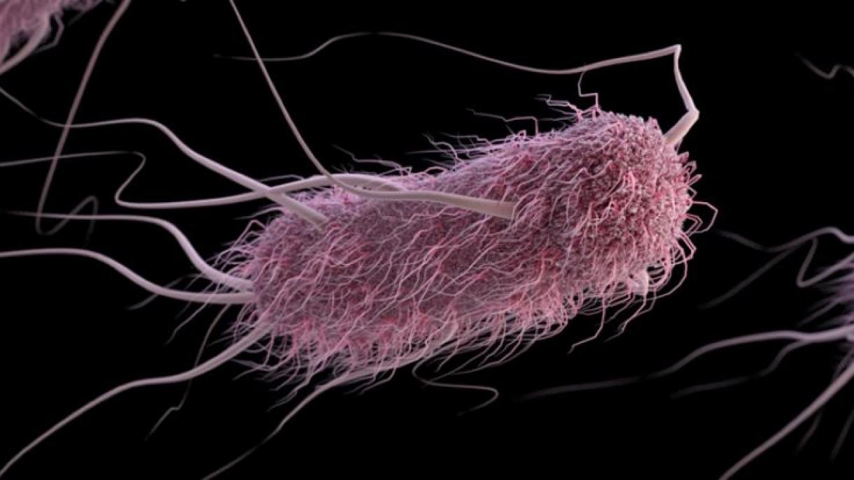 شناسایی 151 بیماری ناشی از باکتری سالمونلا در جهان