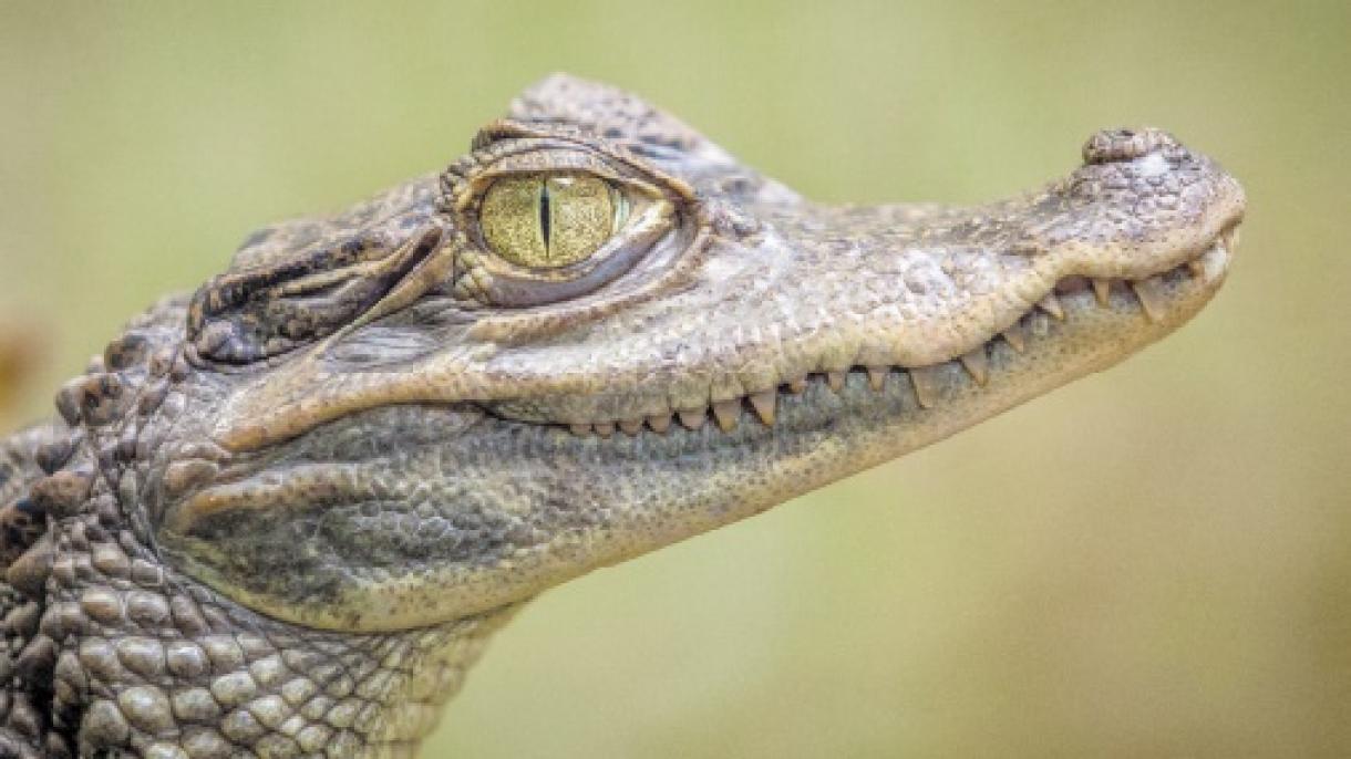 Keresztelés közben végzett egy lelkésszel egy krokodil