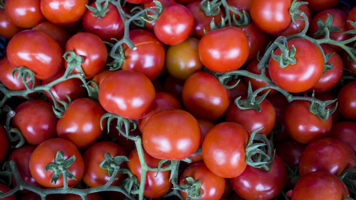 As exportações turcas de tomate para a Rússia aumentaram 186% em 2019