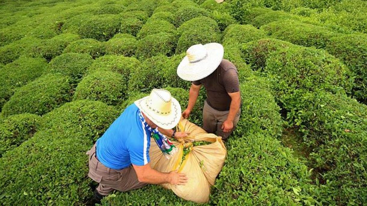 Aumento de 159% en la exportación del té turco