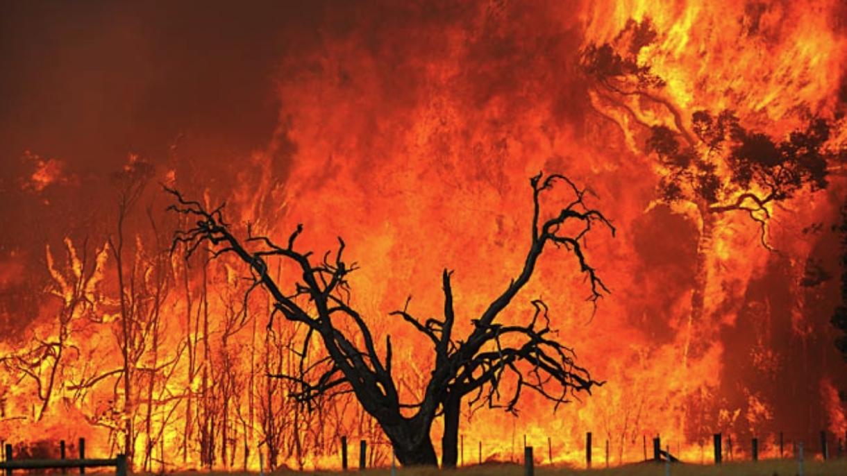 澳大利亚高温引起森林大火