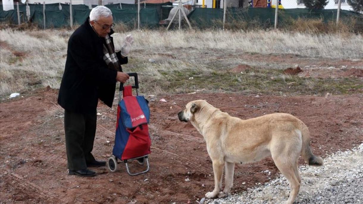 Hombre turco lleva comida para animales callejeros durante más 20 años en su carro de mercado