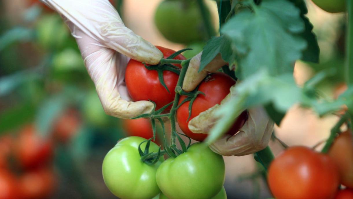 افزایش صادرات گوجه‌فرنگی به روسیه