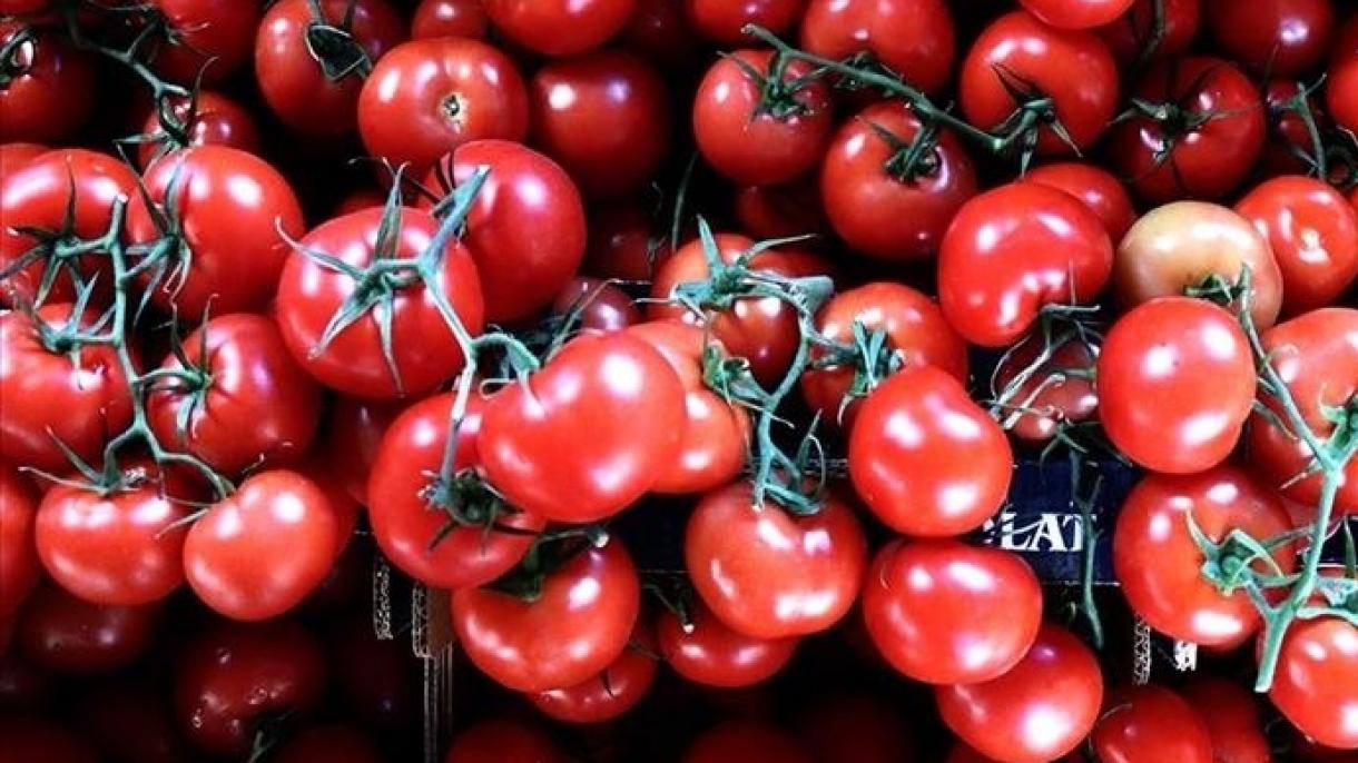 Türkiýe 54 Ýurda Pomidor Eksport Etdi