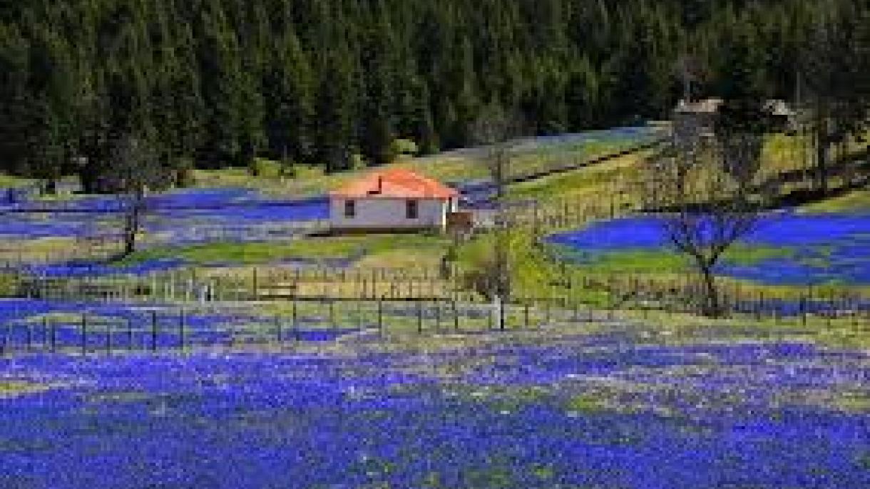 Gök dahliýa