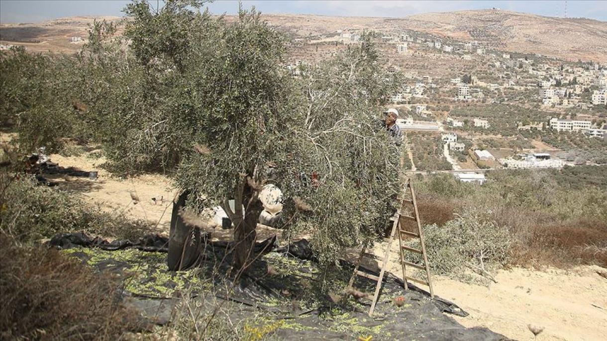 犹太定居者袭击采摘橄榄的巴勒斯坦农民