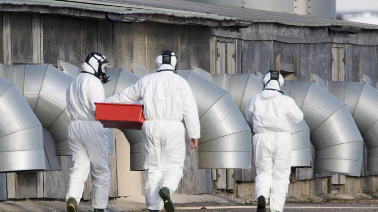 英国一家家禽养殖场的两名员工被检测出禽流感病毒