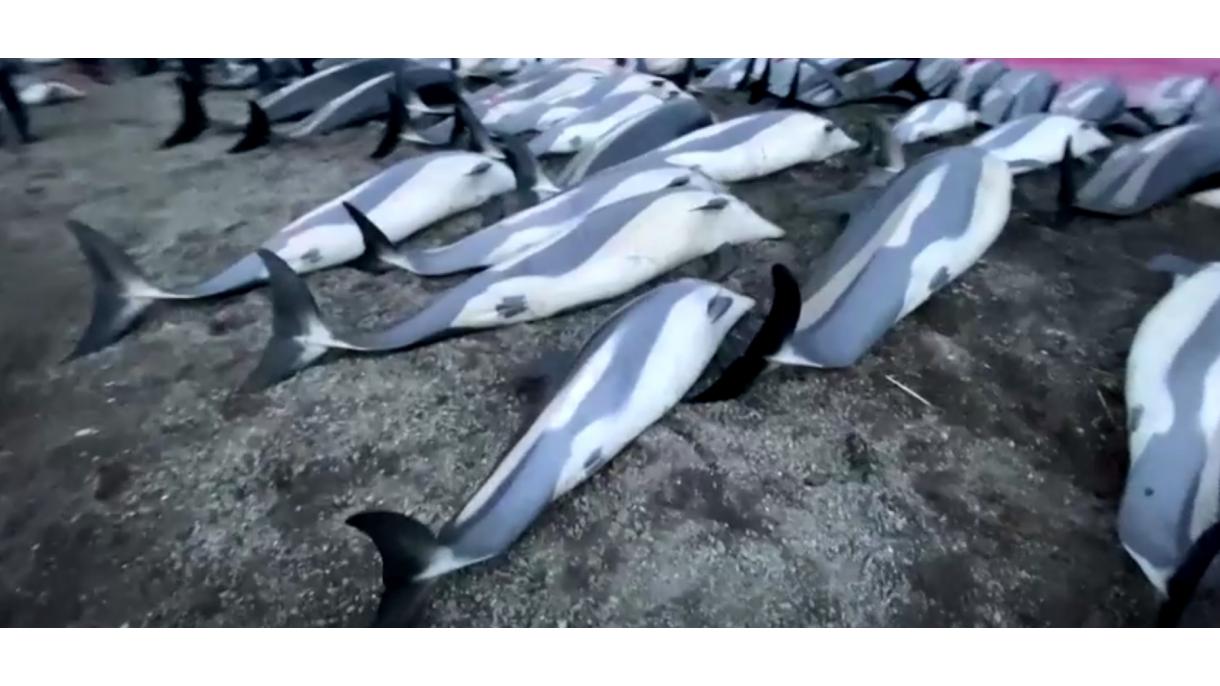 Тaгын 53 дeльфин  фeстивaль кoрбaны булгaн