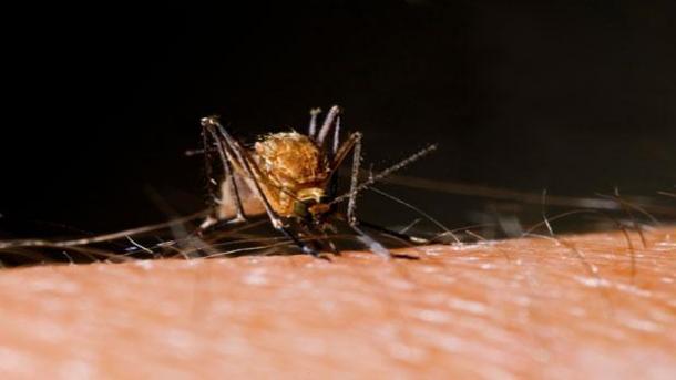 Diagnosticado en España el primer caso de zika en una embarazada