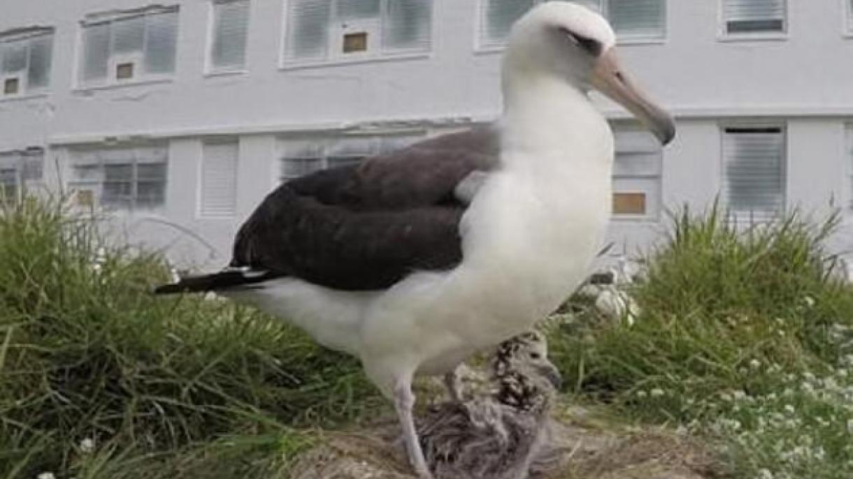 ویزدوم، مسن‌ترین پرنده آلباتروس جهان، چهلمین نوزادش را  به دنیا آورد