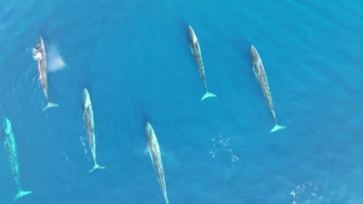 Identificados hasta 99 ejemplares de ballenas frente a la costa este de España