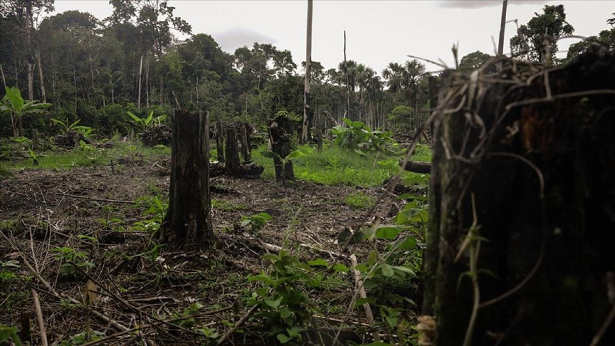 Amazon urmannarında ağaç kisü kimegän