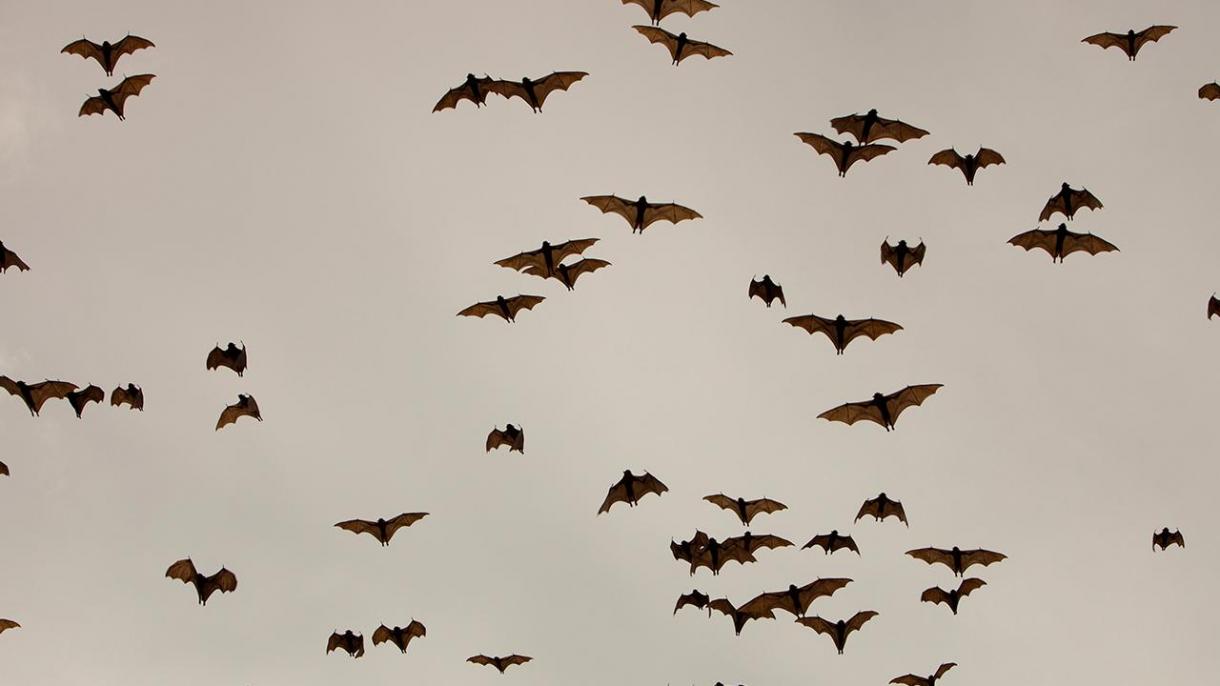 Fueron descubiertas 24 variantes más de coronavirus en los murciélagos