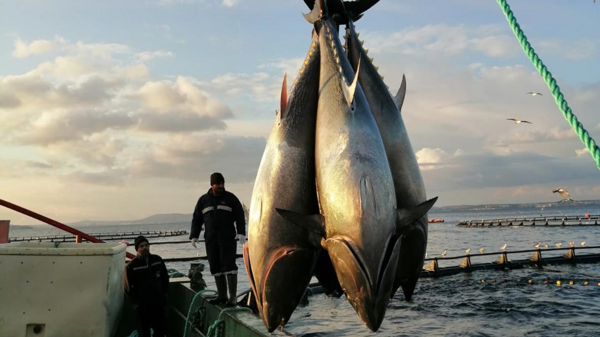Exporturile de ton