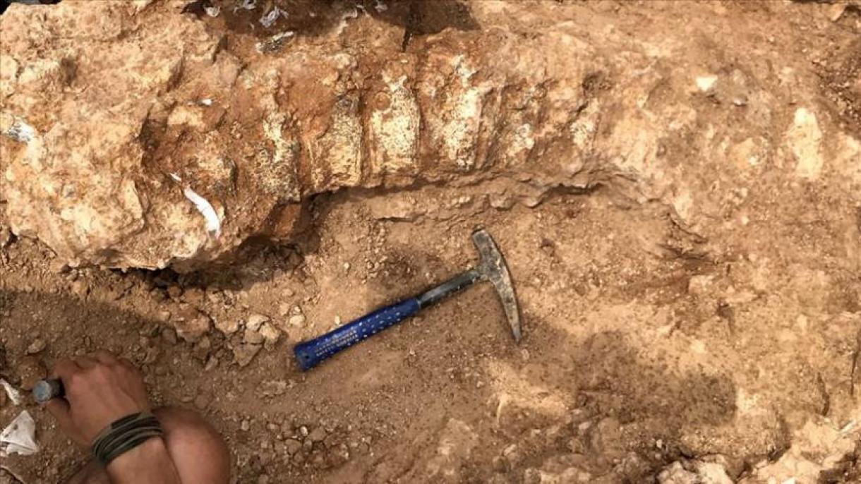 Turquia: descobertos fósseis com milhões de anos na província de Adiyaman