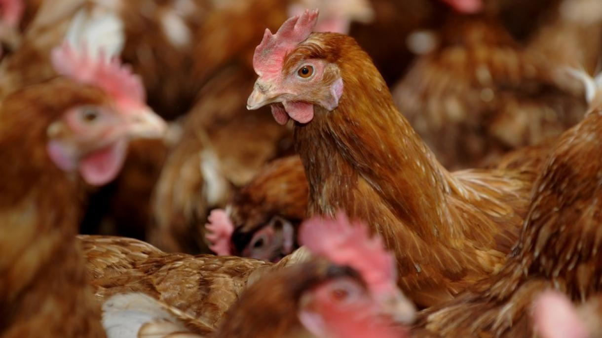 Sacrificaron 3 millones de aves en el Reino Unido que lucha contra la ola de gripe aviar
