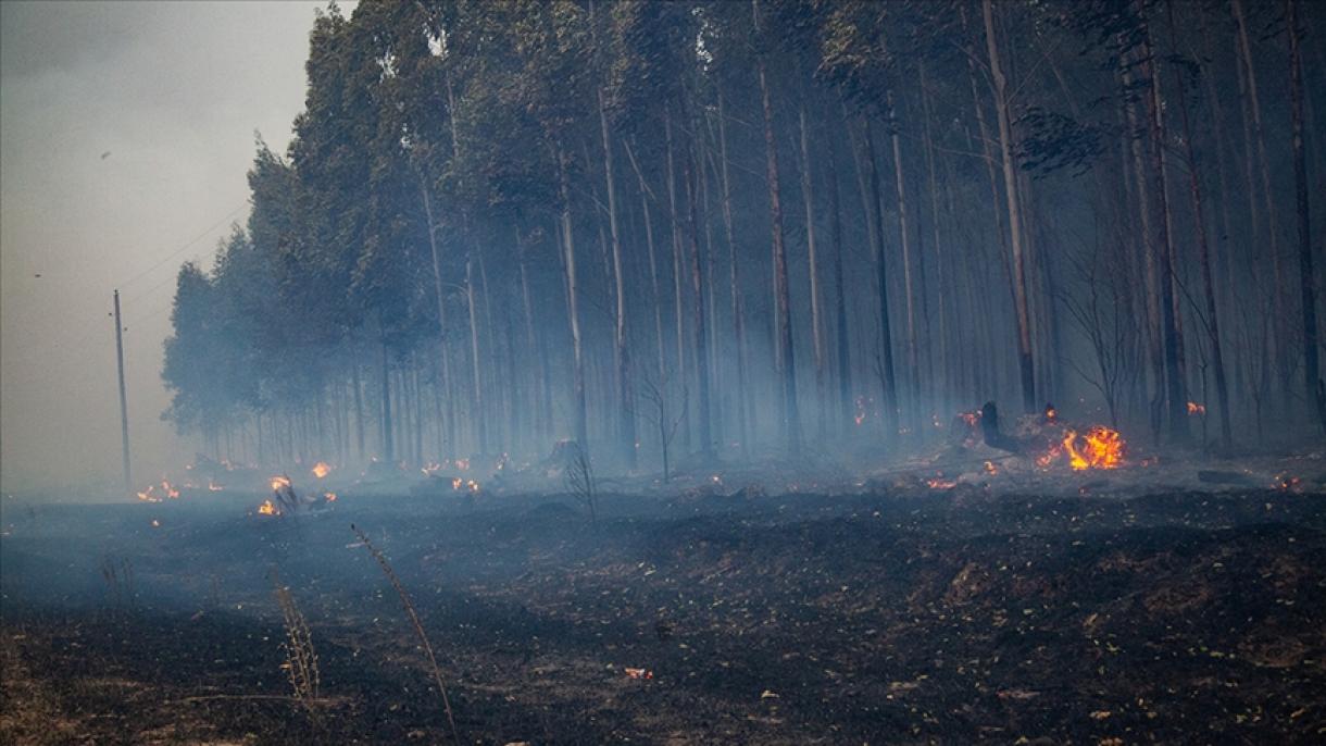 Tokaý ýangynlary dünýäniň biri-birinden tapawutly ýerlerinde dowam edýär