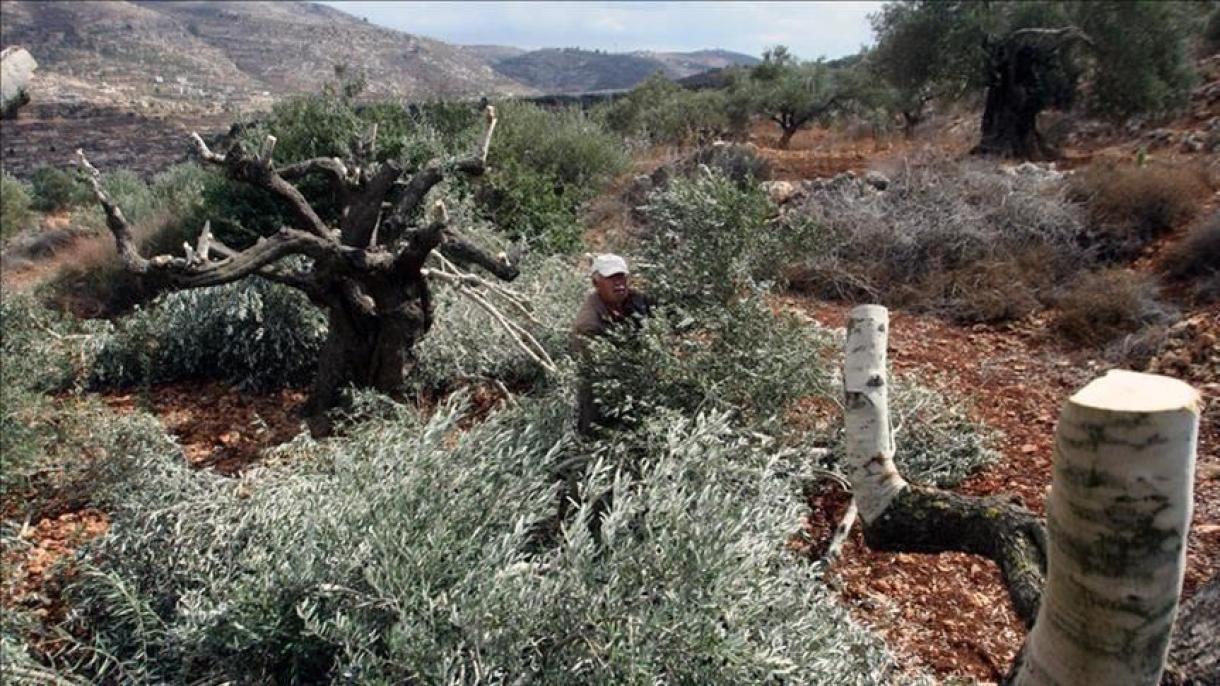 یہودی آبادکاروں نے فلسطینی کاشتکاروں کے زیتون کے پیڑ کاٹ ڈالے