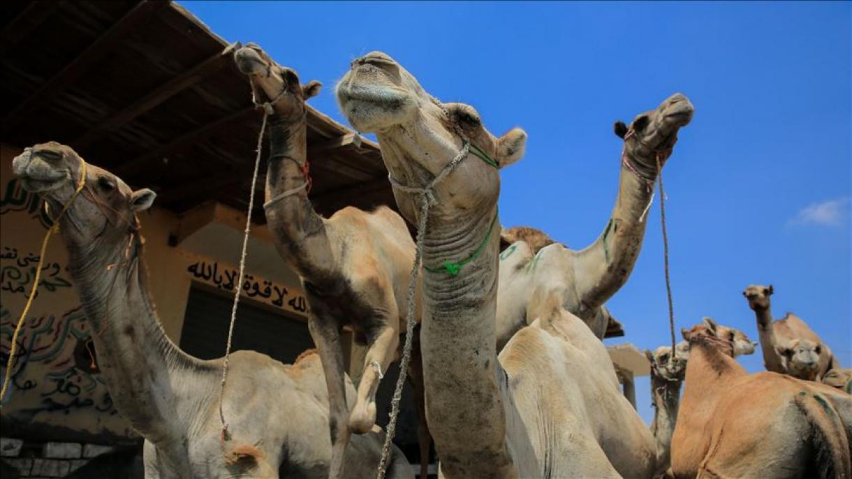 Docenas de camellos en Kenia mueren por misteriosa enfermedad